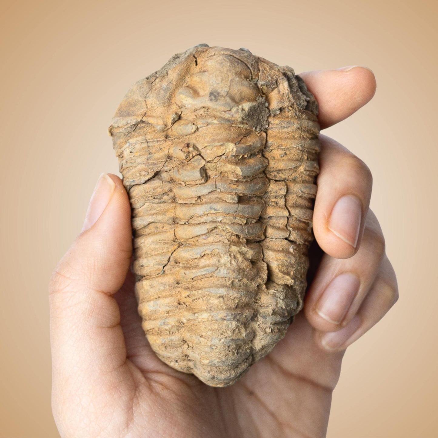 Trilobite Fossil, Natural Ancient Fossil Specimen, Prehistoric Marine Fossil, Collector Gift, Choose Size
