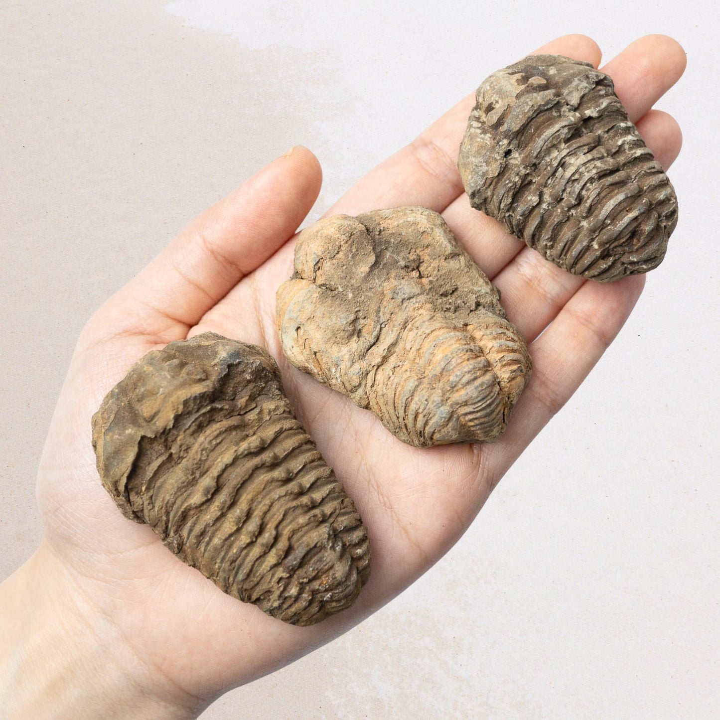 Trilobite Fossil, Natural Ancient Fossil Specimen, Prehistoric Marine Fossil, Collector Gift, Choose Size