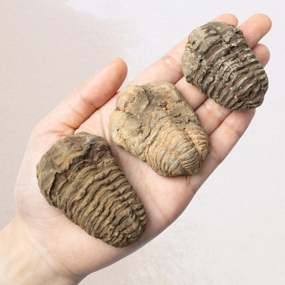Trilobite Fossil, Natural Ancient Fossil Specimen, Prehistoric Marine Fossil, Collector Gift, Choose Size