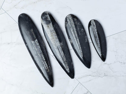 Orthoceras Fossil, Natural Ancient Marine Fossil, Polished Fossil Specimen, Collector Gift, Choose Size