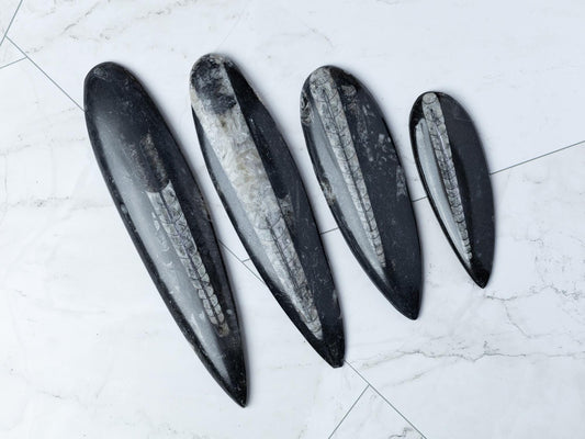 Orthoceras Fossil, Natural Ancient Marine Fossil, Polished Fossil Specimen, Collector Gift, Choose Size