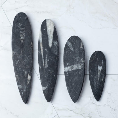 Orthoceras Fossil, Natural Ancient Marine Fossil, Polished Fossil Specimen, Collector Gift, Choose Size