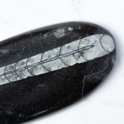 Orthoceras Fossil, Natural Ancient Marine Fossil, Polished Fossil Specimen, Collector Gift, Choose Size